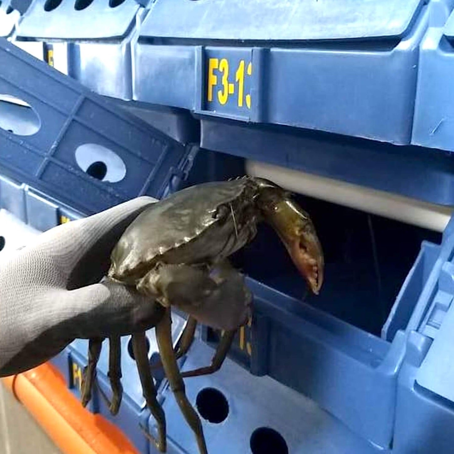 LIVE CRABS ~1kg - Tambanokano Aqua Farm