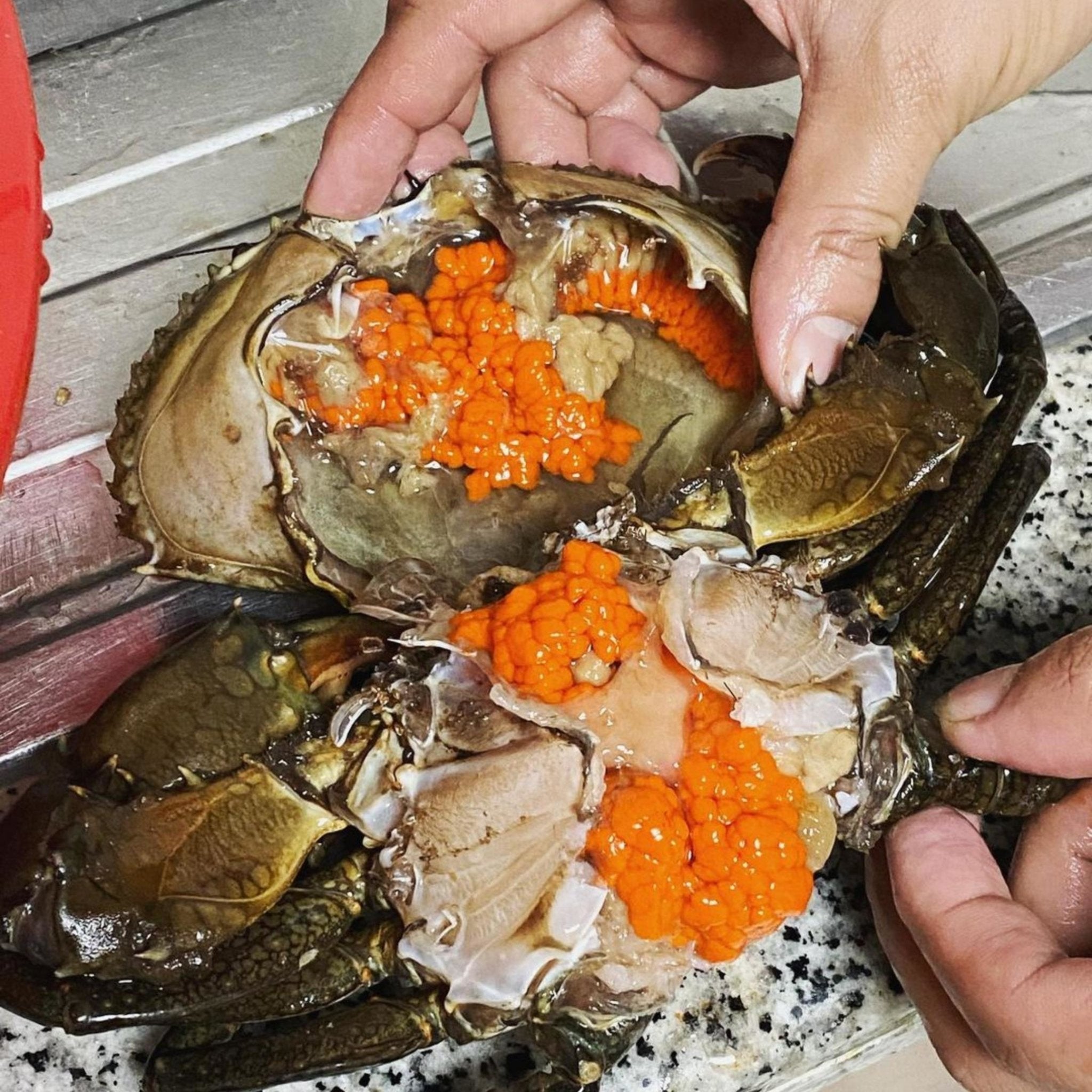 MEGA LIVE CRABS (XL 400-500 GRAMS 2 PIECES) - Tambanokano Aqua Farm