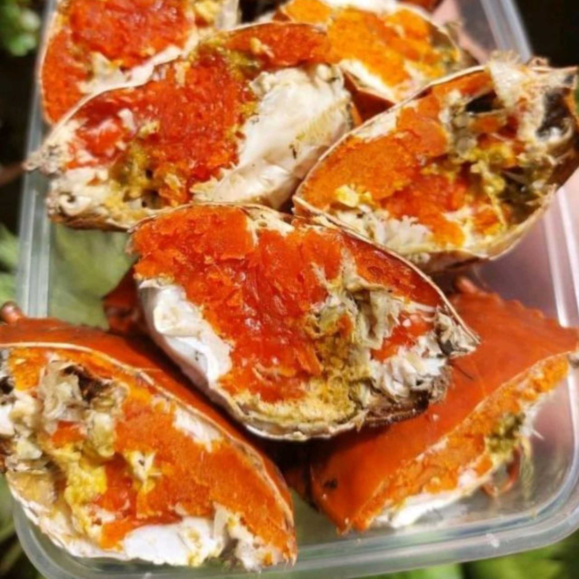 MEGA LIVE CRABS (XL 400-500 GRAMS 2 PIECES) - Tambanokano Aqua Farm