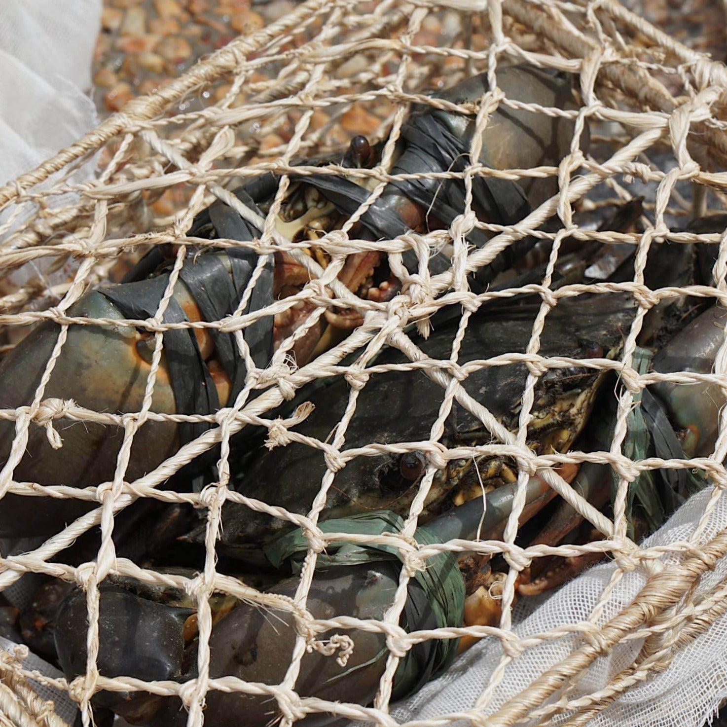 MEGA LIVE CRABS (XL 400-500 GRAMS 2 PIECES) - Tambanokano Aqua Farm